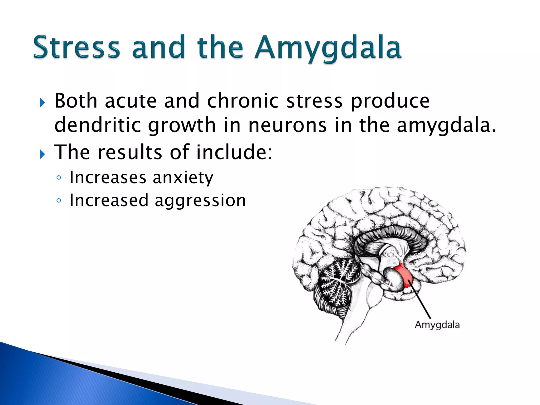    Both acute and chronic stress produce
    dendritic growth in neurons in the amygdala.
   The results of include:
    ◦ Increases anxiety
    ◦ Increased aggression
 