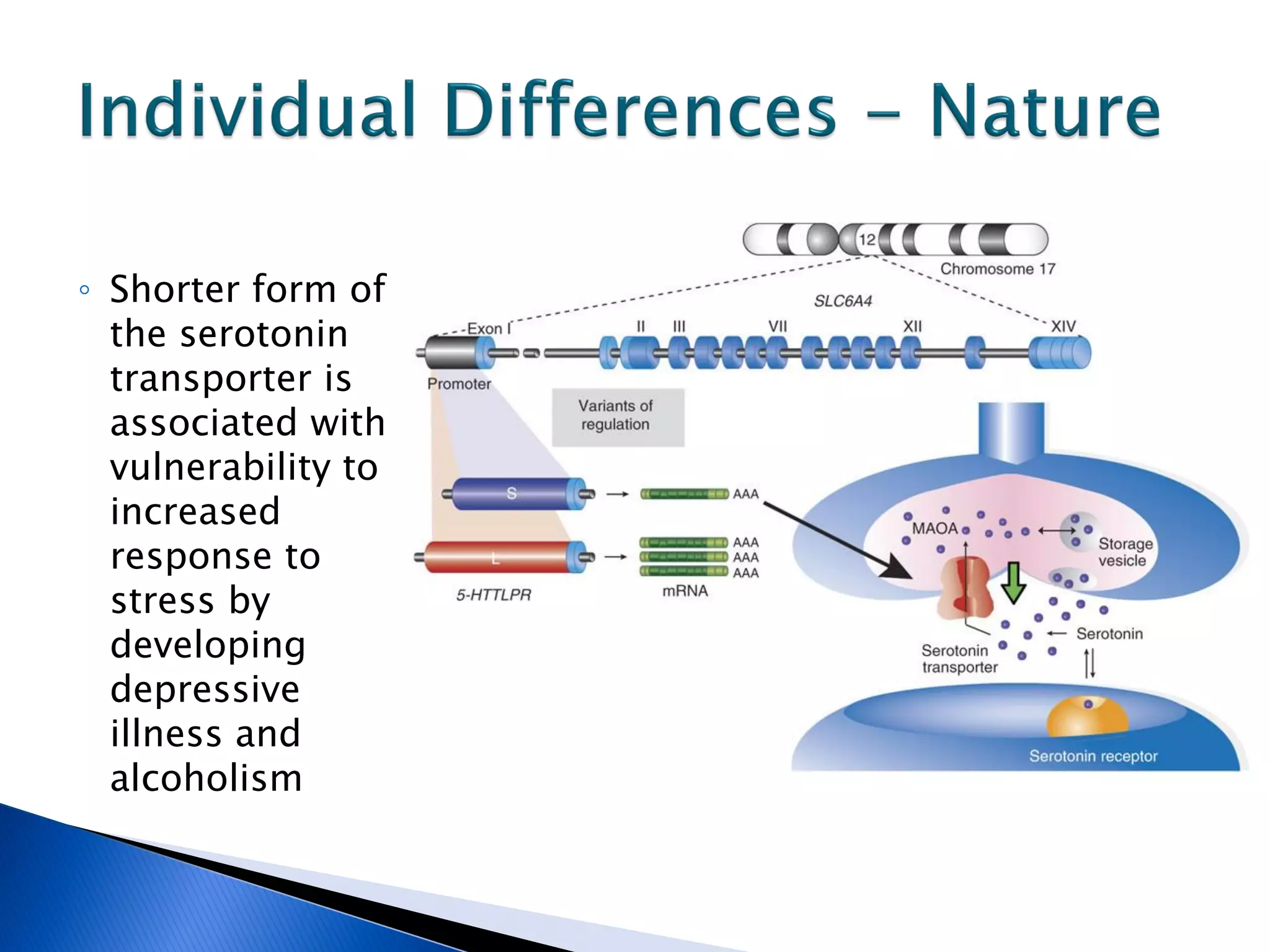 ◦ Shorter form of
  the serotonin
  transporter is
  associated with
  vulnerability to
  increased
  response to
  stress by
  developing
  depressive
  illness and
  alcoholism
 