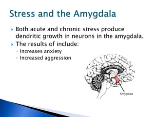 The Effects of Stress And The Brain | PDF