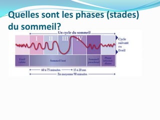 Quelles sont les phases (stades)
du sommeil?
 