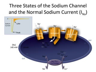 Three States of the Sodium Channel
and the Normal Sodium Current (INa)
Ca++
out
in
out
in
Na+
/Ca++
Exchanger
Ca++
Ca++
Ca++
Ca++
Na+
Na+
Na+
Na+
Na+
Na+
Na+
Resting
Closed
Na+
Activated Inactivated
Na+
Na+
Na+
Ca++
Ca++
0
Late
Peak
Sodium
Current
[Na]
140 mM ~ 10mM
 
