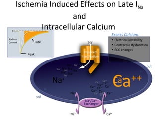 Ischemia Induced Effects on Late INa
and
Intracellular Calcium
Ca++
Na+
/Ca++
Exchanger
Ca++
Na+
Na+
Na+
Na+
Na+
Na+Na+
Na+
Na+
Na+
Ca++
Ca++
Ca++
Ca++
Ca++Ca++ Ca++
Ca++
Ca++
Ca++
Ca++
Excess Calcium:
• Electrical instability
• Contractile dysfunction
• ECG changes
0
Late
Peak
out
in
out
in
Na+
Na+
Na+
Na+
Ca++
Ca++
Impaired
Inactivation
Ca++
Sodium
Current
 