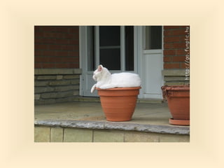 Stresser c'est quoi pp