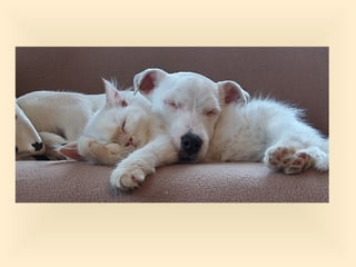 Stresser c'est quoi pp