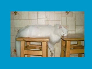 Stresser c'est quoi pp