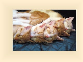 Stresser c'est quoi pp