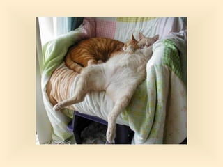 Stresser c'est quoi pp