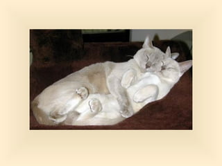 Stresser c'est quoi pp