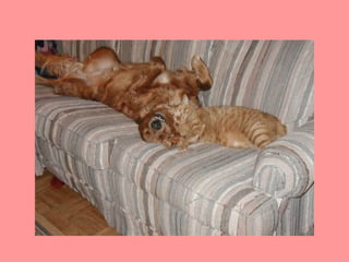 Stresser c'est quoi pp