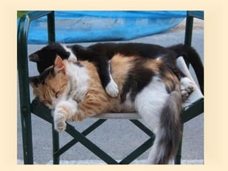 Stresser c'est quoi pp