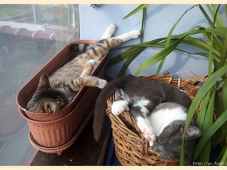 Stresser c'est quoi pp