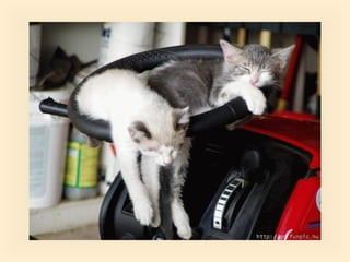 Stresser c'est quoi pp