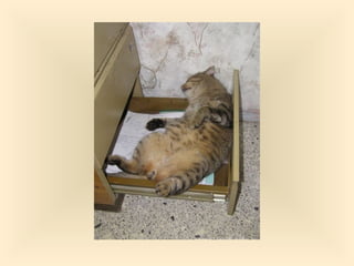 Stresser c'est quoi pp