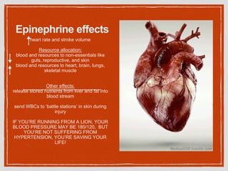 Epinephrine effects
heart rate and stroke volume
Resource allocation:
blood and resources to non-essentials like
guts, reproductive, and skin
blood and resources to heart, brain, lungs,
skeletal muscle
Other effects:
release stored nutrients from liver and fat into
blood stream
send WBCs to ‘battle stations’ in skin during
injury
IF YOU’RE RUNNING FROM A LION, YOUR
BLOOD PRESSURE MAY BE 180/120, BUT
YOU’RE NOT SUFFERING FROM
HYPERTENSION, YOU’RE SAVING YOUR
LIFE!
 
