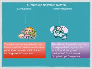 AUTONOMIC NERVOUS SYSTEM
Sympathetic Parasympathetic
The effects of activation via the
parasympathetic system are
inhibition, slowing, and
“restorative” functions—a
“trophotropic” response
The effects of neural activation via
the sympathetic system are those of
generalized arousal within the end
an “ergotropic” response.
 