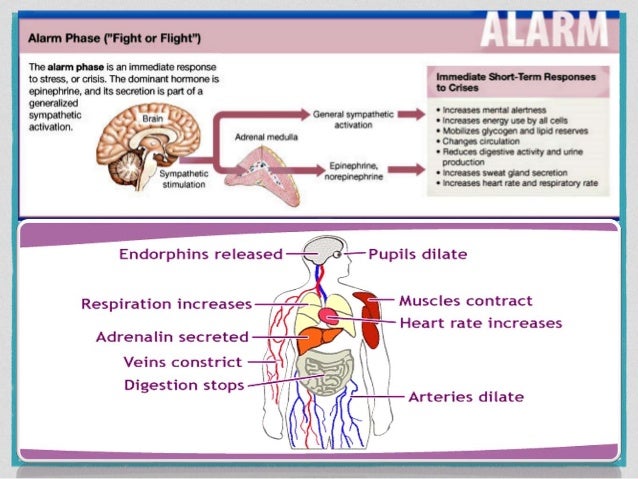 anxiety physiology anxiety physiology