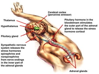 Pituitary hormone in the  bloodstream stimulates the outer part of the adrenal gland to release the stress  hormone cortisol Sympathetic nervous system releases the  stress hormones epinephrine and norepinephrine from nerve endings  in the inner part of the adrenal glands Thalamus Hypothalamus Pituitary gland Adrenal glands Cerebral cortex (perceives stressor ) 
