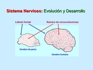 Sistema Nervioso:  Evolución y Desarrollo Lóbulo frontal Número de circunvoluciones Cerebro humano Cerebro de perro 