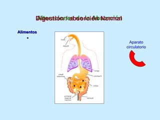 Aparato circulatorio Alteraciones de la Absorción Alimentos Digestión / absorción Normal  