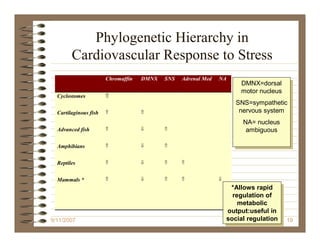 Phylogenetic Hierarchy in
        Cardiovascular Response to Stress
                       Chromaffin   DMNX   SNS   Adrenal Med   NA
                                                                       DMNX=dorsal
                                                                        DMNX=dorsal
                                                                       motor nucleus
                                                                       motor nucleus
  Cyclostomes          ⇑
                                                                     SNS=sympathetic
                                                                      SNS=sympathetic
  Cartilaginous fish   ⇑            ⇑                                 nervous system
                                                                       nervous system
                                                                        NA= nucleus
                                                                         NA= nucleus
  Advanced fish        ⇑            ⇓      ⇑                             ambiguous
                                                                          ambiguous

  Amphibians           ⇑            ⇓      ⇑


  Reptiles             ⇑            ⇓      ⇑     ⇑


  Mammals *            ⇑            ⇓      ⇑     ⇑             ⇓
                                                                     *Allows rapid
                                                                      *Allows rapid
                                                                     regulation of
                                                                      regulation of
                                                                       metabolic
                                                                        metabolic
                                                                   output:useful in
                                                                    output:useful in
9/11/2007                                                          social regulation 19
                                                                    social regulation
 