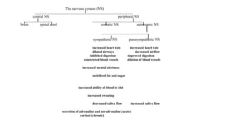 The nervous system (NS)
_____________________________________________________________________
central NS peripheral NS
___________________ ___________________________________
brain spinal cord somatic NS autonomic NS
________________________________________
sympathetic NS parasympathetic NS
increased heart rate decreased heart rate
dilated airways decreased airflow
inhibited digestion improved digestion
constricted blood vessels dilation of blood vessels
increased mental alertness
mobilised fat and sugar
increased ability of blood to clot
increased sweating
decreased saliva flow increased saliva flow
secretion of adrenaline and noradrenaline (acute)
cortisol (chronic)
 