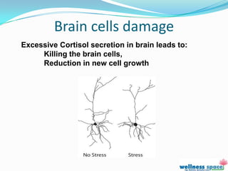 Brain cells damage
Excessive Cortisol secretion in brain leads to:
     Killing the brain cells,
     Reduction in new cell growth
 