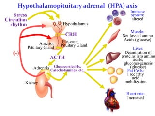Hypothalamopituitary adrenal (HPA) axis
                                                      Immune
    Stress                                            system:
Circadian                                              altered
  rhythm                         Hypothalamus
                                                      Muscle:
                                  CRH            Net loss of amino
                                Posterior         Acids (glucose)
                    Anterior   Pituitary Gland
             Pituitary Gland                            Liver:
   (-)                                             Deamination of
                                                 proteins into amino
                         ACTH                           acids,
                                                  gluconeogenesis
                          Glucocorticoids,
                Adrenals Catecholamines, etc..        (glucose)
                                                    Fat Cells:
                                                    Free fatty
                                                       acid
         Kidney                                    mobilization

                                                   Heart rate:
                                                   Increased
 