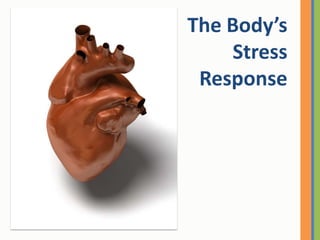 The Body’s Stress Response