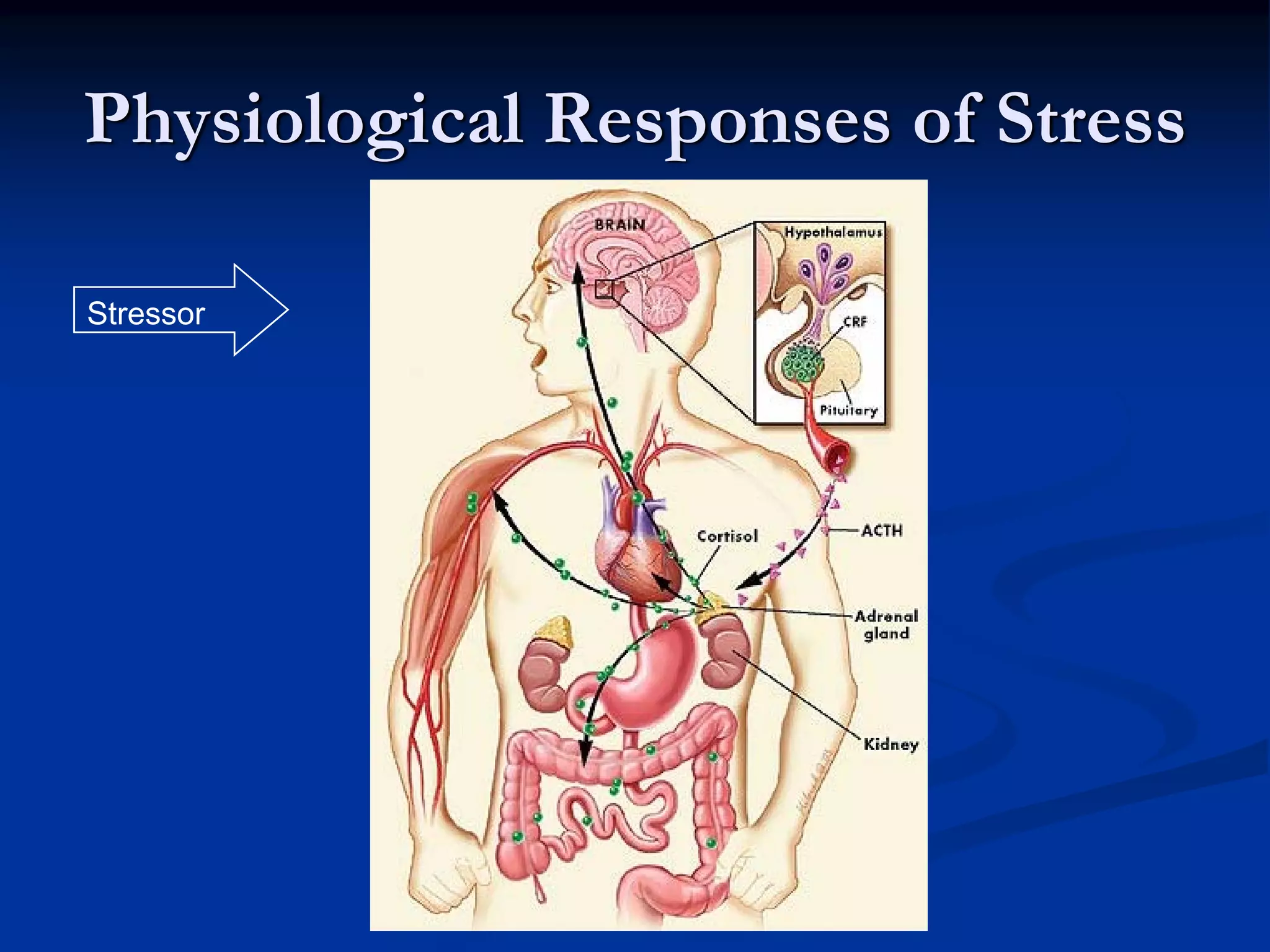 Physiological Responses of Stress

Stressor
 