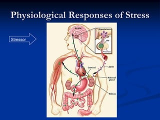 Physiological Responses of Stress

Stressor
 