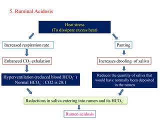 5. Ruminal Acidosis
Heat stress
(To dissipate excess heat)
Increased respiration rate Panting
Enhanced CO2 exhalation
Hyperventilation (reduced blood HCO3
- )
Normal HCO3
- : CO2 is 20:1
Increases drooling of saliva
Reduces the quantity of saliva that
would have normally been deposited
in the rumen
Reductions in saliva entering into rumen and its HCO3
-
Rumen acidosis
 