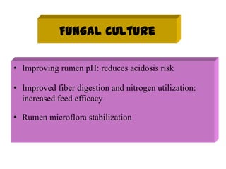 Fungal culture
• Improving rumen pH: reduces acidosis risk
• Improved fiber digestion and nitrogen utilization:
increased feed efficacy
• Rumen microflora stabilization
 
