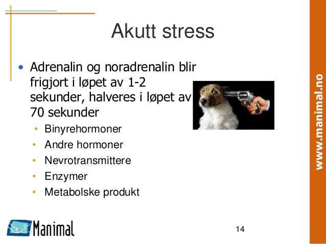 Stress og velferd hos hund