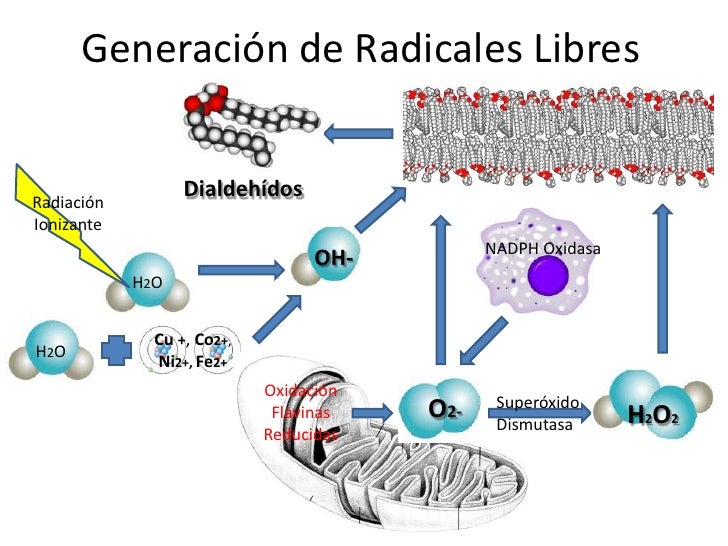Stress oxidativo, disfunción mitocondrial y envejecimiento