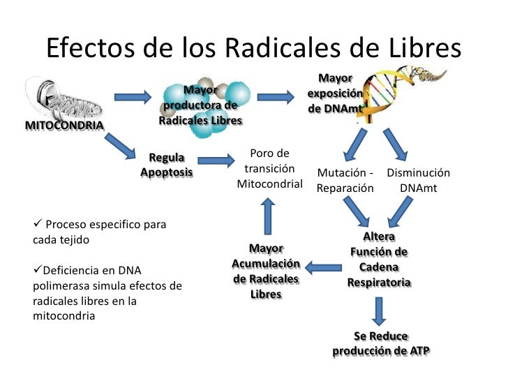 Stress oxidativo, disfunción mitocondrial y envejecimiento