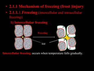 • 2.1.1 Mechanism of freezing (frost )injury
• 2.1.1.1.Freezing:(intercellular and intracellular
freezing)
• (1) Intercell...