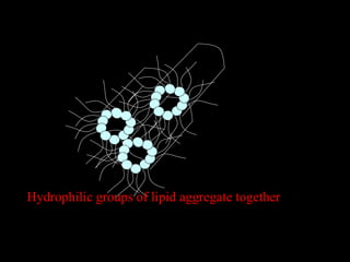 Hydrophilic groups of lipid aggregate together
 