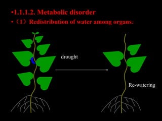 drought
Re-watering
•1.1.1.2. Metabolic disorder
•（1）Redistribution of water among organs：
 