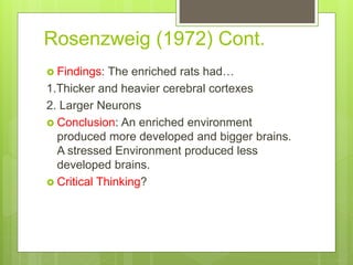 Rosenzweig (1972) Cont.
 Findings: The enriched rats had…
1.Thicker and heavier cerebral cortexes
2. Larger Neurons
 Conclusion: An enriched environment
produced more developed and bigger brains.
A stressed Environment produced less
developed brains.
 Critical Thinking?
 