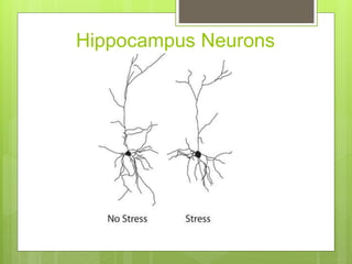 Hippocampus Neurons
 