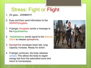 Stress: Fight or Flight
1. Oh geez…ZOMBIE!!!!!
2. Eyes and Ears send information to the
A(HHH!!)mygdala.
1. If danger, Amygdala sends a message to
the Hypothalamus.
2. Hypothalamus sends signal to the Adrenal
Gland to release epinephrine.
3. Epinephrine increases heart rate, lung
capacity increase. Ready for action.
4. If danger continues, the body releases
cortisol. This allows the body to regain
energy lost from the adrenaline burst and
return to homeostasis.
 