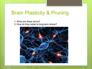 Brain Plasticity & Pruning
1. What are these terms?
2. How do they relate to long-term stress?
 