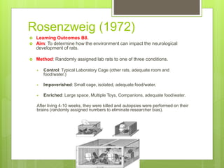 Rosenzweig (1972)
 Learning Outcomes B8.
 Aim: To determine how the environment can impact the neurological
development of rats.
 Method: Randomly assigned lab rats to one of three conditions.
 Control: Typical Laboratory Cage (other rats, adequate room and
food/water.)
 Impoverished: Small cage, isolated, adequate food/water.
 Enriched: Large space, Multiple Toys, Companions, adequate food/water.
After living 4-10 weeks, they were killed and autopsies were performed on their
brains (randomly assigned numbers to eliminate researcher bias).
 