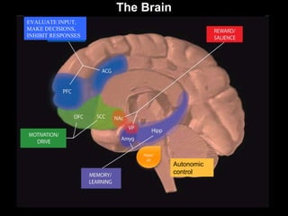 EVALUATE INPUT, MAKE DECISIONS, INHIBIT RESPONSES Autonomic control The Brain Hypo/pit 