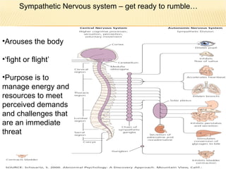 Arouses the body  ‘fight or flight’ Purpose is to manage energy and resources to meet  perceived demands and challenges that are an immediate threat Sympathetic Nervous system – get ready to rumble… 