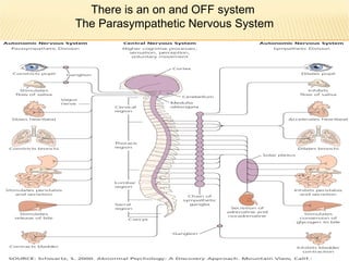 There is an on and OFF system  The Parasympathetic Nervous System 