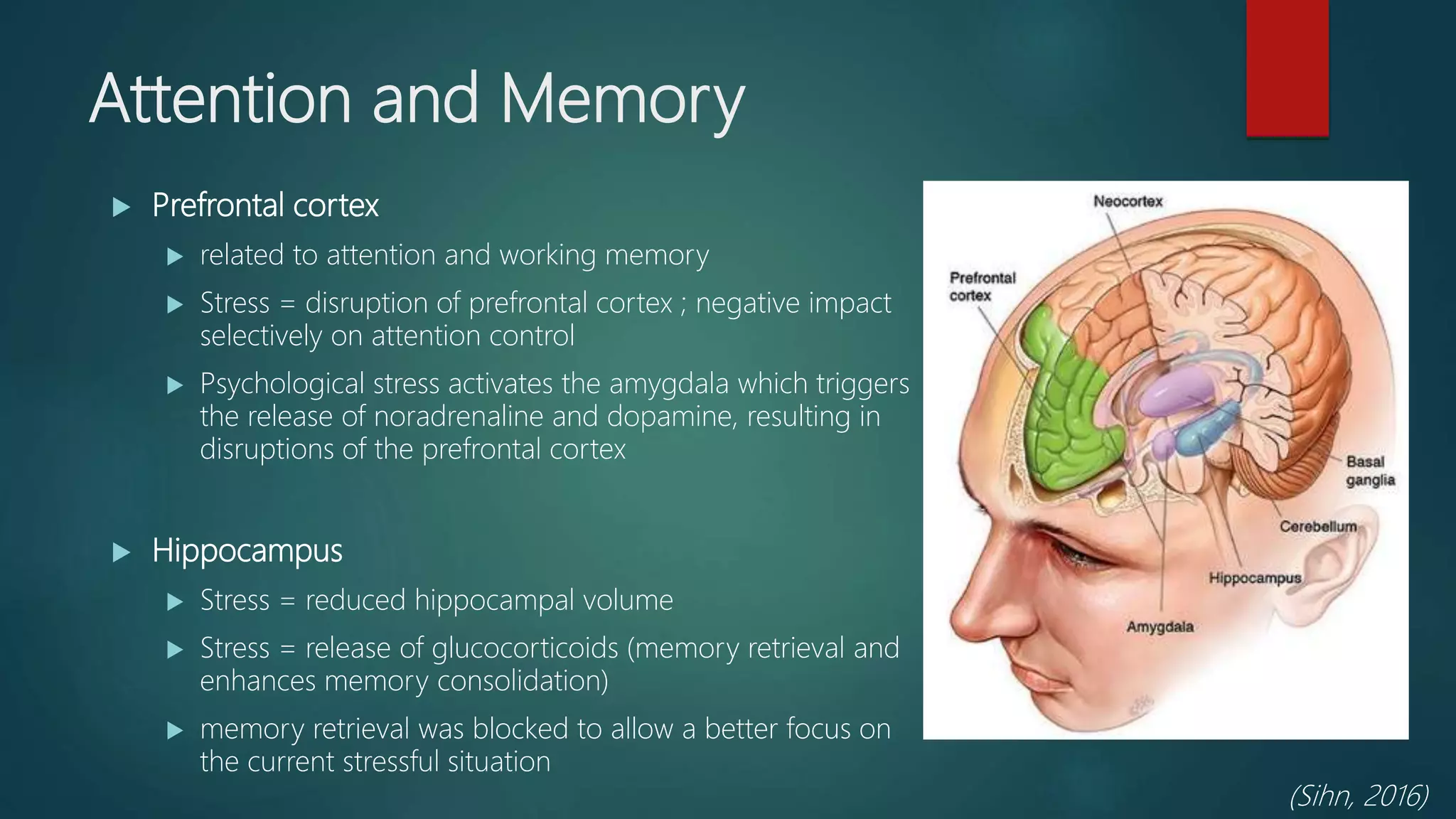 Attention and Memory
 Prefrontal cortex
 related to attention and working memory
 Stress = disruption of prefrontal cortex ; negative impact
selectively on attention control
 Psychological stress activates the amygdala which triggers
the release of noradrenaline and dopamine, resulting in
disruptions of the prefrontal cortex
 Hippocampus
 Stress = reduced hippocampal volume
 Stress = release of glucocorticoids (memory retrieval and
enhances memory consolidation)
 memory retrieval was blocked to allow a better focus on
the current stressful situation
(Sihn, 2016)
 