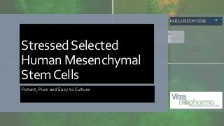 StressedSelected
Human Mesenchymal
StemCells
Potent, Pure and Easy to Culture
 