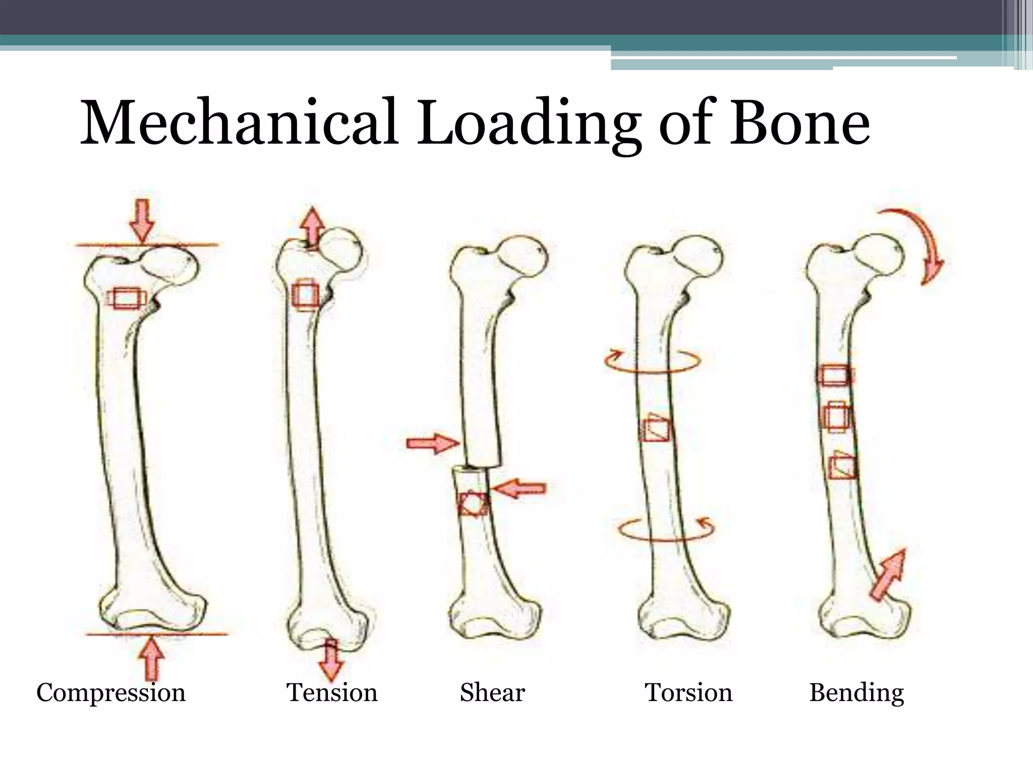 Compression Tension Shear Torsion Bending
Mechanical Loading of Bone
 