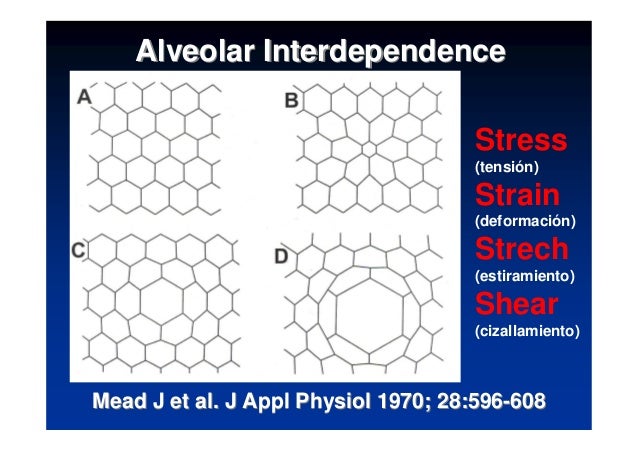 mechanical n ventilation Egypt during Stress Ventilation Strain & Lung Protective